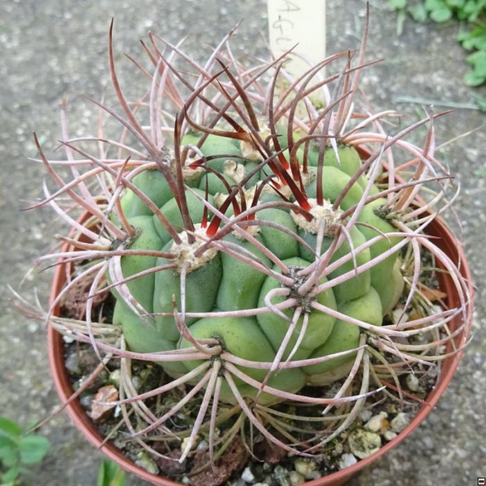 Gymnocalycium saglione 40kč.jpg